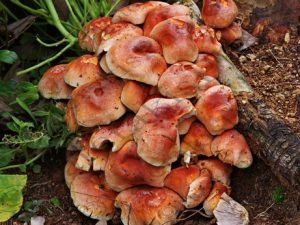 02 ΑΠΟΙΚΙΑ ΜΑΝΙΤΑΡΙΩΝ ΙΠΠΟΚΡΑΤΕΙΟΣ ΠΟΛΙΤΕΙΑ 02-12-2017