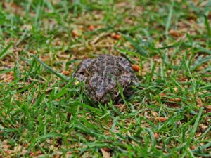 02 ΒΑΤΡΑΧΟΣ ΙΠΠΟΚΡΑΤΕΙΟΣ ΠΟΛΙΤΕΙΑ 04-05-2019