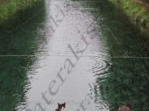 02 ΙΧΘΥΟΤΡΟΦΕΙΑ ΠΕΣΤΡΟΦΕΣ ΓΑΤΕΣ ΠΗΓΗ ΧΑΡΙΤΩΝ ΟΡΧΟΜΕΝΟΣ ΒΟΙΩΤΙΑ 11-04-2018