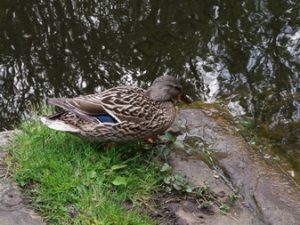 02 ΠΑΠΙΕΣ CANAL ROAD LEEDS ΗΝΩΜΕΝΟ ΒΑΣΙΛΕΙΟ 01-05-2017