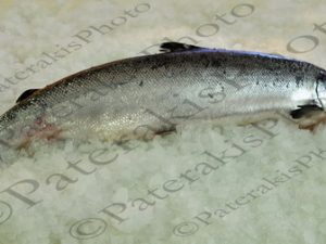 02 ΠΙΑΤΑ ΘΑΛΑΣΣΙΝΩΝ ΚΟΚΚΙΝΟ ΨΑΡΑΚΙ ΑΓ.Ι.ΡΕΝΤΗΣ 26-07-2017