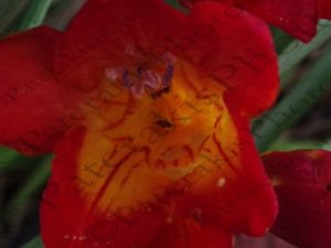 03 ΓΑΡΥΦΑΛΛΟ ΠΕΤΟΥΝΙΑ ΜΑΡΓΑΡΙΤΑ ΦΡΕΖΑ ΙΠΠΟΚΡΑΤΕΙΟΣ ΠΟΛΙΤΕΙΑ 04-05-2019