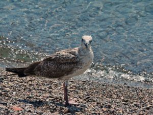 03 ΓΛΑΡΟΙ ΣΟΥΝΙΟ 13-09-2019