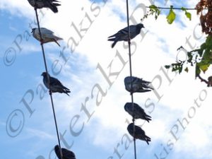 03 ΠΕΡΙΣΤΕΡΙΑ ΣΕ ΚΑΛΩΔΙΑ ΑΓ.Ι.ΡΕΝΤΗΣ 11-10-2017