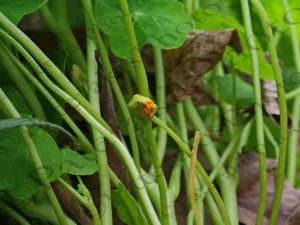 03 ΣΚΥΛΑΚΙΑ ΑΓΙΟΔΗΜΗΤΡΙΑΤΙΚΑ ΙΠΠΟΚΡΑΤΕΙΟΣ ΠΟΛΙΤΕΙΑ 02-12-2017