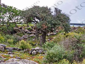 04 ΔΕΝΔΡΑ ΕΛΙΑ ΜΙΛΑΤΟ ΛΑΣΙΘΙΟΥ ΚΡΗΤΗ 05-05-2019