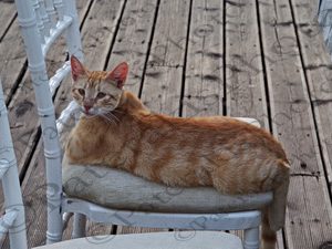 04 ΓΑΤΑ ΕΛΛΗΝΙΚΟ 04-07-2019