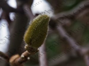 04 ΜΠΟΥΜΠΟΥΚΙΑ ΜΑΝΩΛΙΑΣ ΙΠΠΟΚΡΑΤΕΙΟΣ ΠΟΛΙΤΕΙΑ 02-12-2017