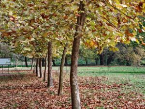 05 ΑΡΧΑΙΟΛΟΓΙΚΟ ΠΑΡΚΟ ΔΙΟΝ ΠΙΕΡΙΑ 11-11-2018