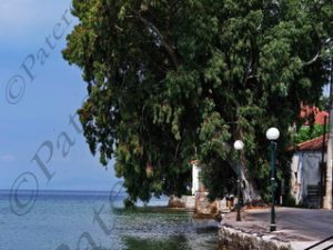 05 ΔΕΝΔΡΑ ΠΡΟΒΛΗΤΑ ΚΑΛΑ ΝΕΡΑ ΠΗΛΙΟ ΜΑΓΝΗΣΙΑ 15-07-2017