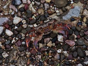 05 ΚΑΒΟΥΡΙ ΚΑΡΥΤΑΙΝΑ ΑΡΚΑΔΙΑ 03-02-2018