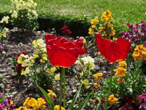 05 ΤΟΥΛΙΠΕΣ ΜΠΙΓKΟΝΙΕΣ ΛΟΥΛΟΥΔΙΑ LEEDS ΗΝΩΜΕΝΟ ΒΑΣΙΛΕΙΟ 01-05-2017