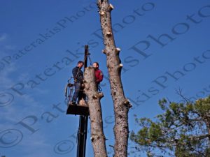 06 ΚΟΠΗ ΨΗΛΟΥ ΔΕΝΔΡΟΥ ΙΠΠΟΚΡΑΤΕΙΟΣ ΠΟΛΙΤΕΙΑ 21-04-2019