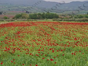 06 ΠΑΠΑΡΟΥΝΕΣ ΠΑΡΝΑΣΣΟΣ ΤΙΘΟΡΕΑ ΦΩΚΙΔΑ 11-04-2018