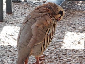 06 ΠΕΡΔΙΚΑ ΣΟΥΝΙΟ 13-09-2019