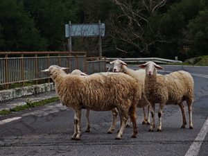 06 ΠΡΟΒΑΤΑ ΓΕΦΥΡΑ ΚΑΡΥΤΑΙΝΑ ΑΡΚΑΔΙΑ 03-02-2018