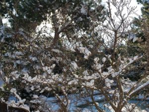 07 ΧΙΟΝΙΣΜΕΝΑ ΦΥΤΑ ΠΑΓΟΚΡΥΣΤΑΛΛΟΙ ΙΠΠΟΚΡΑΤΕΙΟΣ ΠΟΛΙΤΕΙΑ 10-01-2017