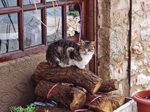 07 ΓΑΤΕΣ ΚΑΡΥΤΑΙΝΑ ΑΡΚΑΔΙΑ 03-02-2018
