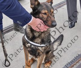 07 MAX ΣΚΥΛΟΣ ΑΝΙΧΝΕΥΤΗΣ ΑΑΔΕ PCT ΣΕΜΠΟ ΙΚΟΝΙΟ 23-03-2026