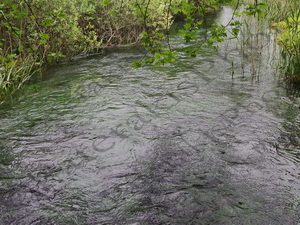07 ΠΗΓΕΣ ΑΓ.ΕΛΕΟΥΣΑΣ ΒΟΙΩΤΙΚΟΥ ΚΗΦΙΣΟΥ ΠΟΛΥΔΡΟΣΟΣ ΦΩΚΙΔΑ 11-04-2018