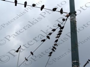 08 ΠΕΡΙΣΤΕΡΙΑ ΠΕΙΡΑΙΑΣ 15-03-2017