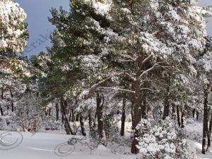 09 ΧΙΟΝΙΑ ΠΑΓΟΣ ΙΠΠΟΚΡΑΤΕΙΟΣ ΠΟΛΙΤΕΙΑ ΠΑΡΝΗΘΑ 08-01-2019