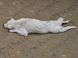 100 ΣΚΥΛΟΣ KUANG SI LAOS 22-08-2018