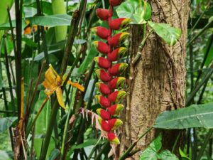 101 ΛΟΥΛΟΥΔΙΑ ΚΑΡΠΟΙ BAMBOO KUANG SI LAOS 22-08-2018