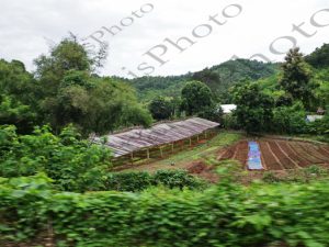 104 ΟΡΥΖΩΝΕΣ ΑΓΡΟΙ ΝΕΡΟΒΟΥΒΑΛΟΙ ΔΙΑΔΡΟΜΗ KUANG SI LUANG PRABANG LAOS 22-08-2018