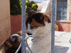 11 ΓΑΤΕΣ ΟΙΑ ΣΑΝΤΟΡΙΝΗ 01-04-2017