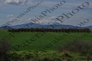 11 ΣΥΣΤΟΙΧΙΑ ΔΕΝΔΡΩΝ ΚΑΜΠΟΣ ΑΚΡΑΙΦΝΙΟ ΒΟΙΩΤΙΑ 26-03-2026