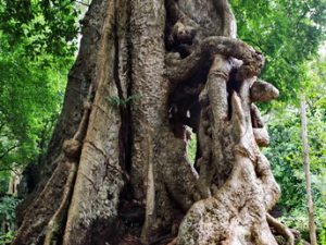 115 ΔΕΝΔΡΑ ΜΙΚΡΟΙ ΝΑΟΙ ΔΙΑΔΡΟΜΗ ΝΑΟΣ BAPHON ΝΑΟΣ ΕΛΕΦΑΝΤΩΝ TERRACE OF ELEPHANTS ANGKOR THOM CANBODIA 23-08-2018