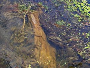 119 ΝΑΟΣ NEAK PEAN ANGKOR THOM CANBODIA 23-08-2018