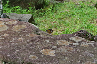 122 ΠΕΤΑΛΟΥΔΑ ANGKOR THOM CANBODIA 23-08-2018