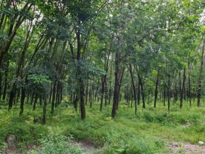 13 ΦΥΤΕΙΑ ΚΑΟΥΤΣΟΥΚ CU CHI VIETNAM 14-08-2018