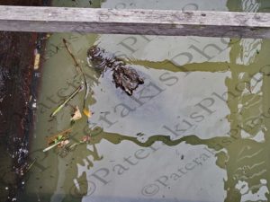 136 ΑΛΙΓΑΤΟΡΑΣ CHONG KHNEAS TONLE SAP LAKE CAMBODIA 24-08-2018