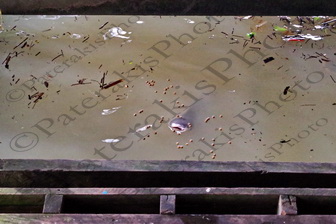 137 ΠΙΡΑΝΧΑΣ CHONG KHNEAS TONLE SAP LAKE CAMBODIA 24-08-2018