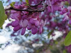 14 ΠΑΣΧΑΛΙΕΣ ΠΑΛΑΙΑ ΕΠΙΔΑΥΡΟΣ ΑΡΓΟΛΙΔΑ 24-03-2018