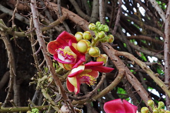 140 ΛΟΥΛΟΥΔΙΑ ΦΥΤΑ ΒΑΣΙΛΙΚΟ ΑΝΑΚΤΟΡΟ PHNOM PENH CAMBODIA 25-08-2018