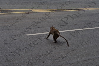 143 ΜΑΙΜΟΥΔΕΣ ΣΤΟΥΣ ΔΡΟΜΟΥΣ PHNOM PENH CAMBODIA 25-08-2018