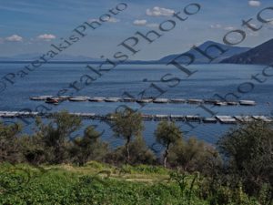 15 ΙΧΘΥΟΤΡΟΦΙΑ FILOSOFISH ΛΑΡΥΜΝΑ ΦΘΟΙΩΤΙΔΑ 26-03-2026