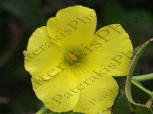 17 ΑΝΘΗ ΚΑΛΛΟΝΗ ΑΡΓΟΛΙΔΑ 24-03-2018