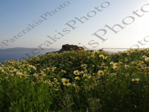 17 ΜΑΡΓΑΡΙΤΕΣ ΣΑΝΤΟΡΙΝΗ 02-04-2017