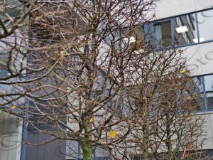 18 ΛΟΥΛΟΥΔΙΑ ΔΕΝΔΡΑ LEEDS ΗΝΩΜΕΝΟ ΒΑΣΙΛΕΙΟ 13_16-12-2017