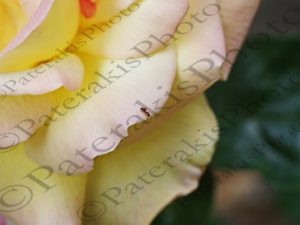 19 ΤΡΙΑΝΤΑΦΥΛΛΑ ΜΠΟΥΜΠΟΥΚΙΑ ΜΥΡΜΗΓΚΙ ΙΠΠΟΚΡΑΤΕΙΟΣ ΠΟΛΙΤΕΙΑ 28-05-2018