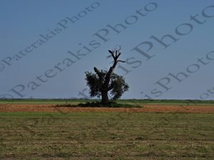 20 ΔΕΝΔΡΟ ΚΑΡΠΟΣ ΕΥΗΝΟΧΩΡΙ ΑΙΤΩΛΟΑΚΑΡΝΑΝΙΑ 07-07-2018