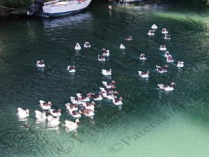 21 ΠΑΠΙΕΣ ΓΕΩΡΓΙΟΥΠΟΛΗ ΧΑΝΙΑ 11-08-2017