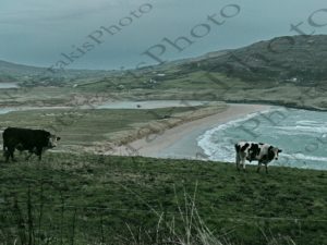 22 ΑΓΕΛΑΔΕΣ BARLEYCOVE CORK ΙΡΛΑΝΔΙΑ 19-12-2018