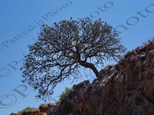 24 ΔΕΝΔΡΟ ΑΛΩΝΕΣ ΡΕΘΥΜΝΟ 11-08-2017