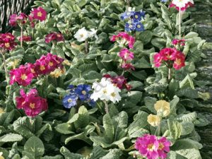 25 COBH CORK ΙΡΛΑΝΔΙΑ 20-12-2018